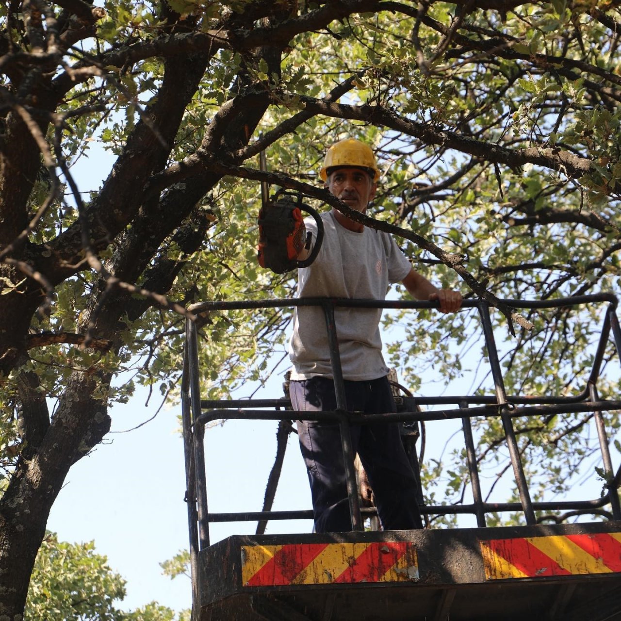 Ören’de anıt ağaçlar realite ediliyor.