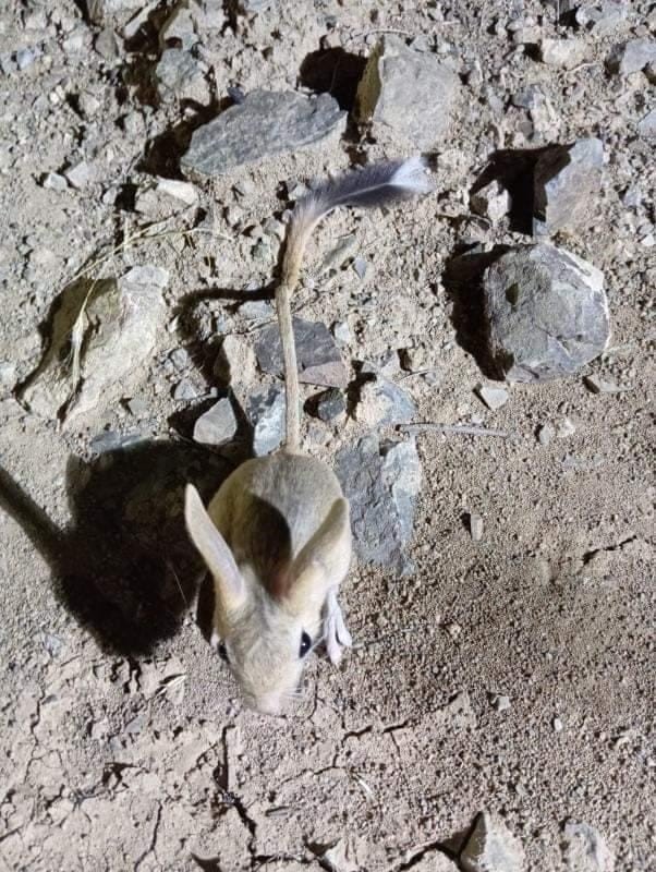 Elazığ’da kırmızı listede yer alan Arap tavşanı görüntülendi