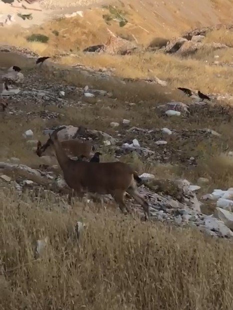 Dağ keçileri Harput’u mesken tuttu