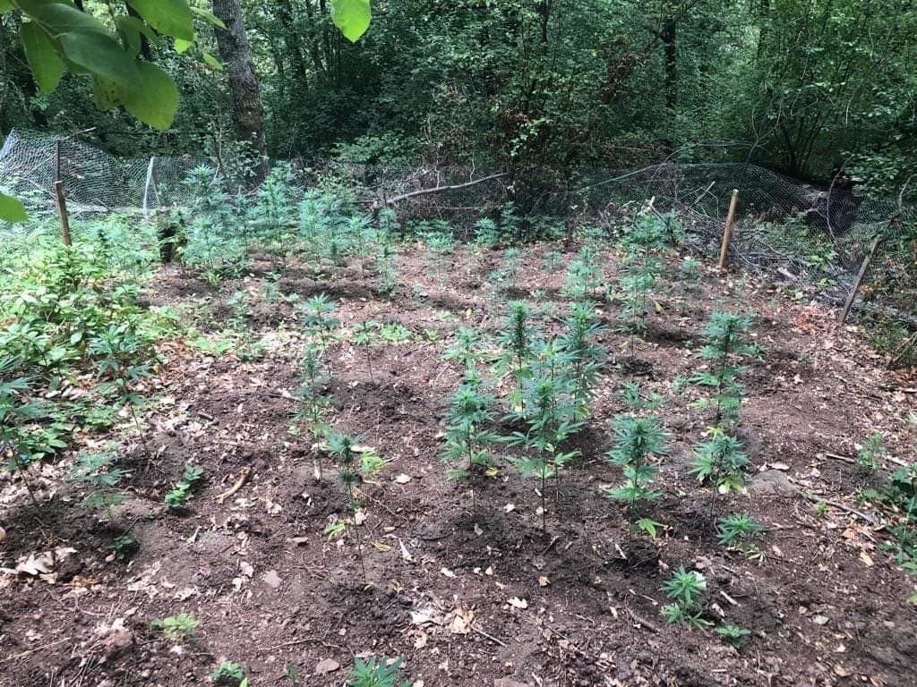 Erdek Kapıdağ’da yasadışı uyuşturucu operasyonu