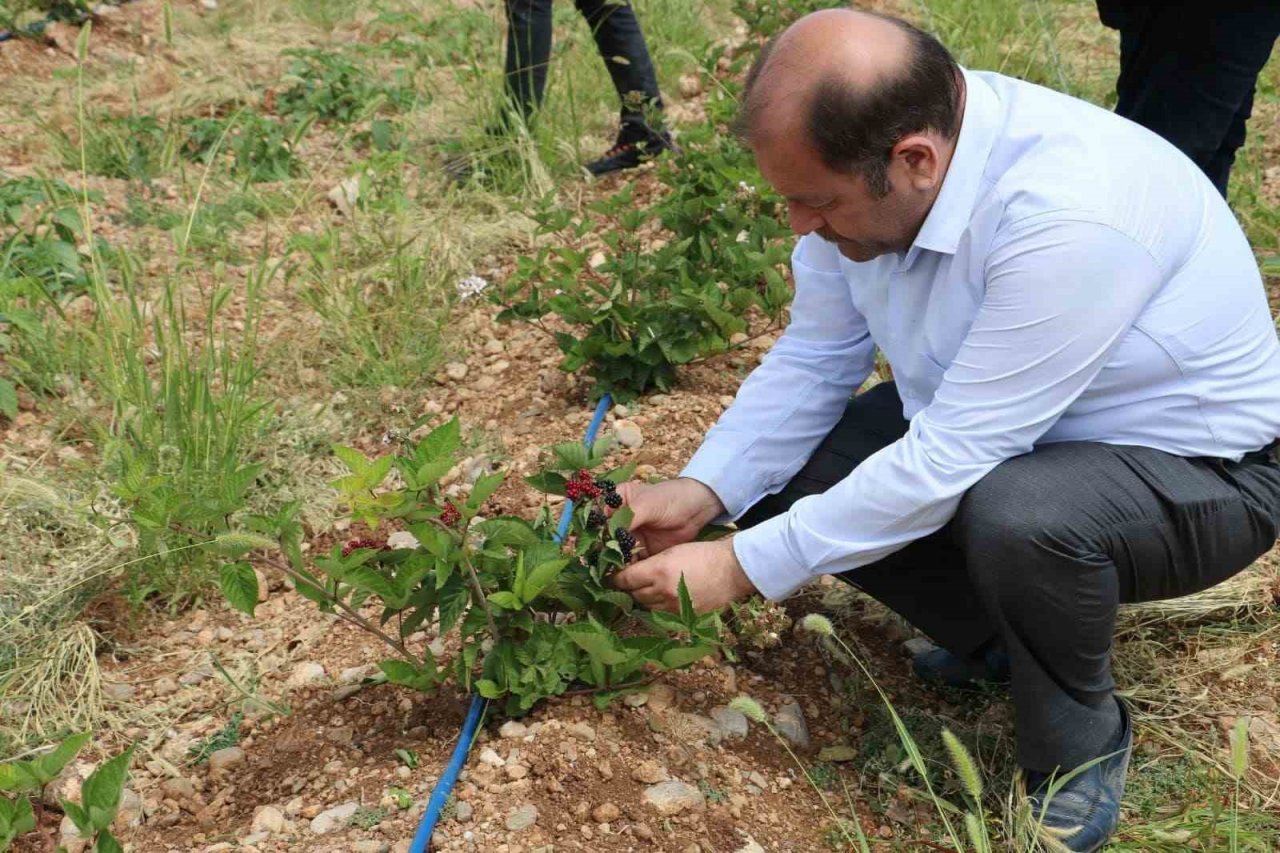 Erzincan’da atıl araziler tarıma kazandırılıyor