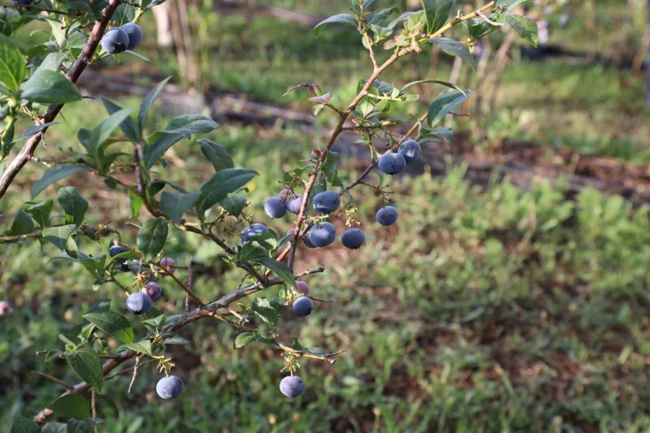 İnegöl’de üretilen yaban mersini 5 ülkeye ihraç ediliyor