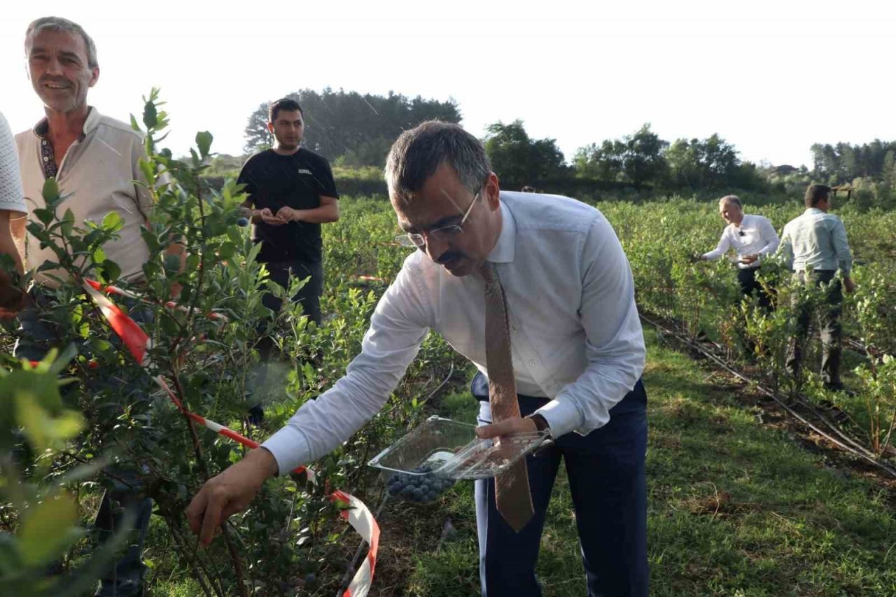 İnegöl’de üretilen yaban mersini 5 ülkeye ihraç ediliyor