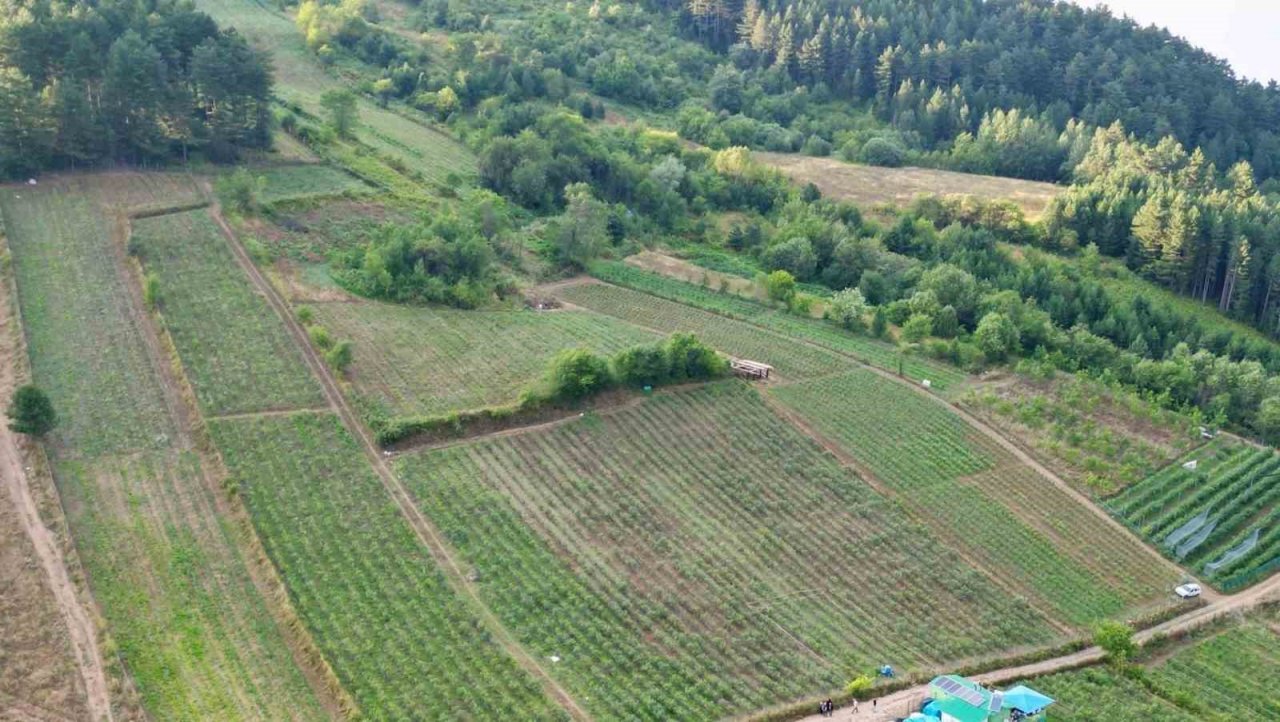 İnegöl’de üretilen yaban mersini 5 ülkeye ihraç ediliyor