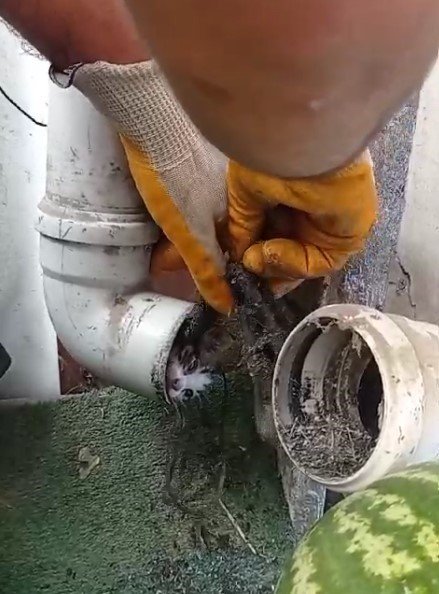 Yağmur borusuna sıkışan yavru kediyi market çalışanları kurtardı