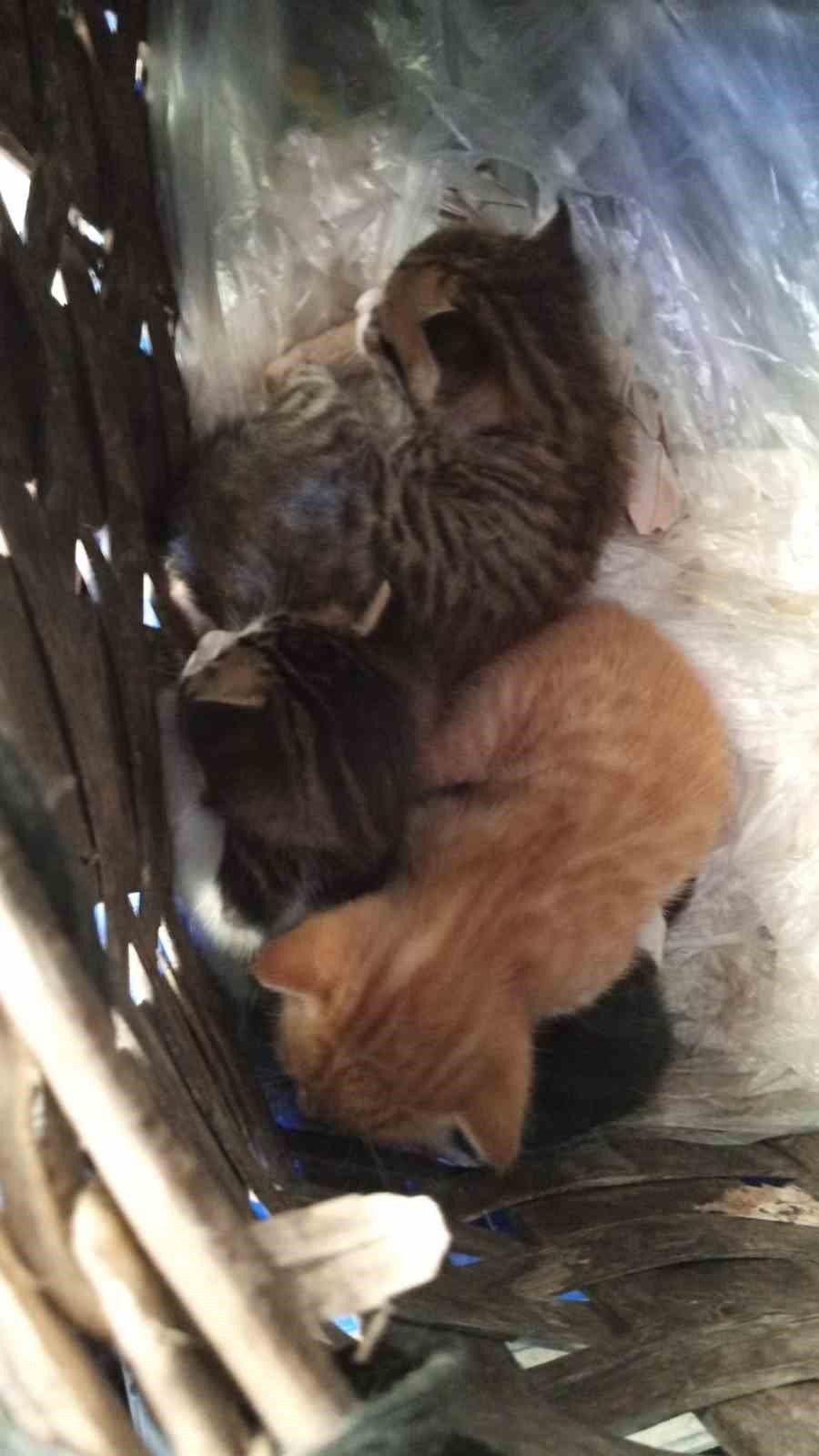 Yağmur borusuna sıkışan yavru kediyi market çalışanları kurtardı