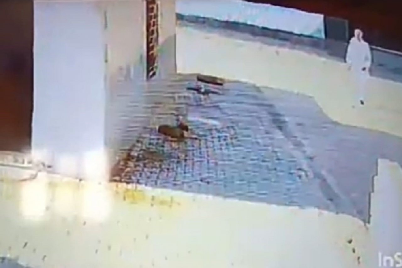 Bastonuyla köpeği öldüren şahıs gözaltına alındı