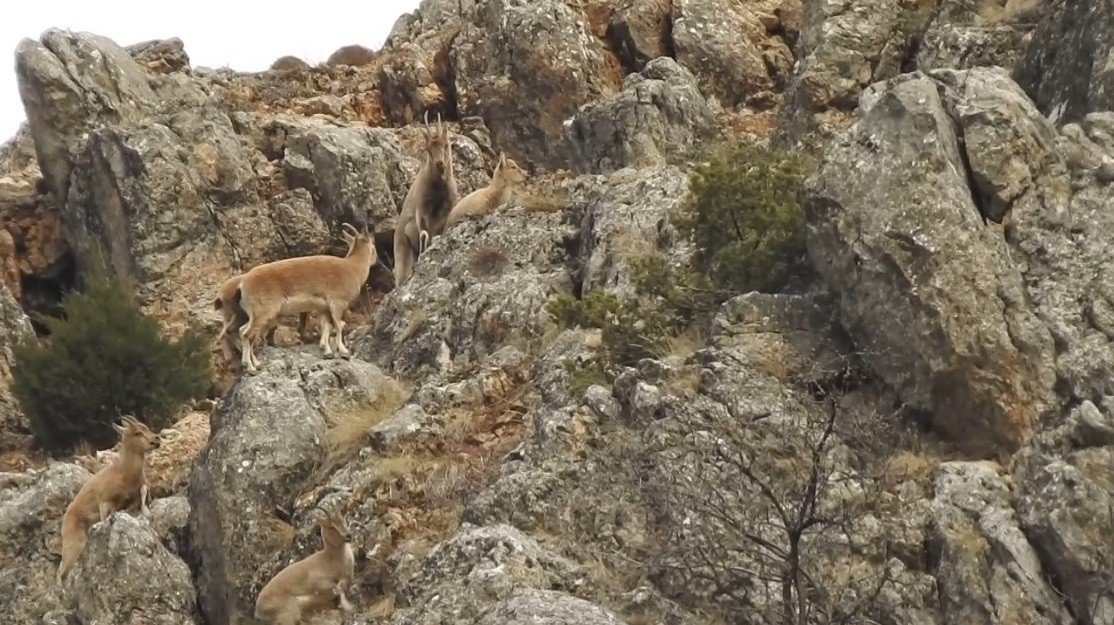 Munzur Dağlarında yaban keçileri görüntülendi