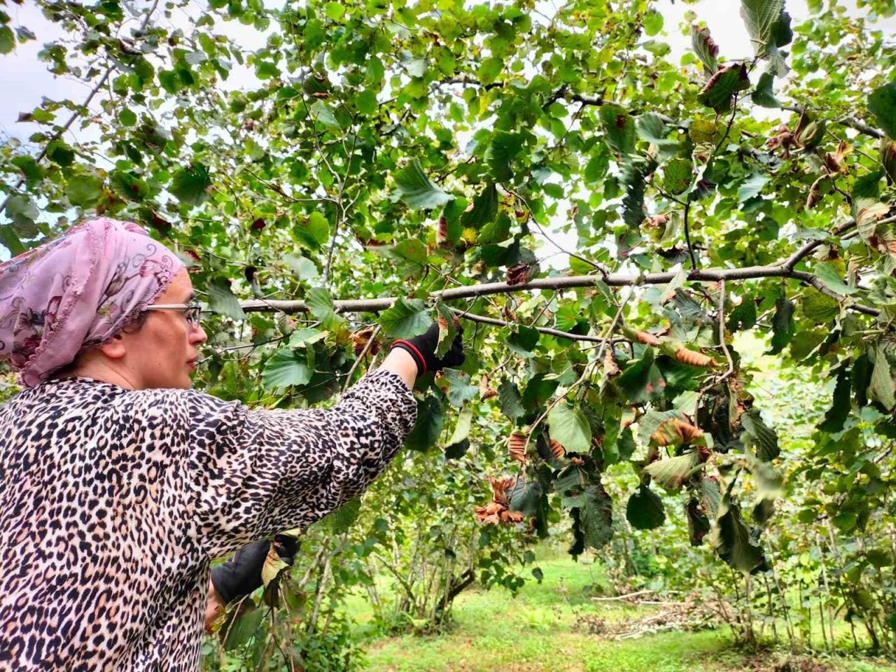 Fındıkta çileli hasat