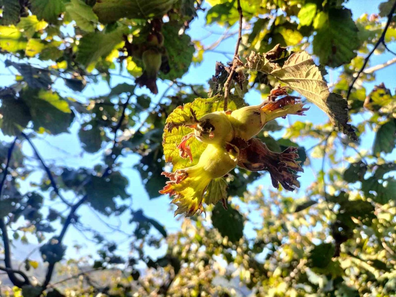 Fındıkta çileli hasat