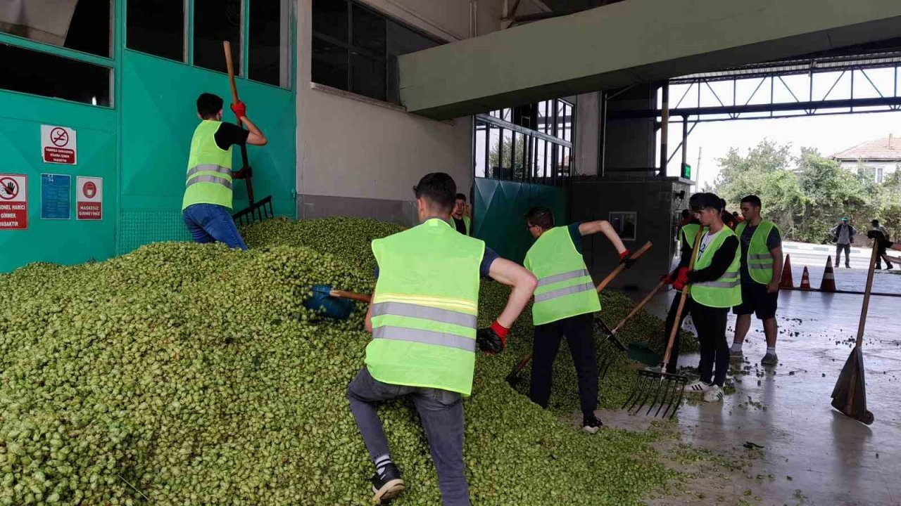 Türkiye’de sadece Bilecik’te yetişen endüstriyel bitki şerbetçi otunun hasadı başladı
