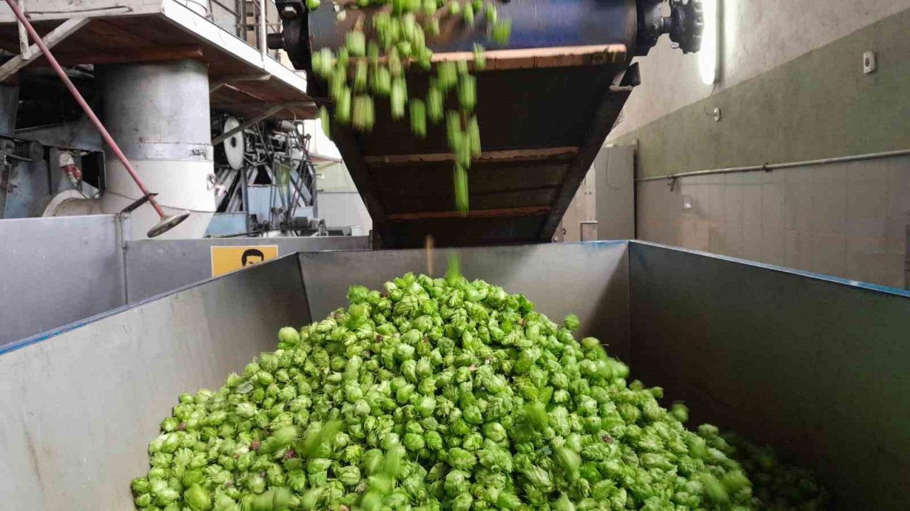 Türkiye’de sadece Bilecik’te yetişen endüstriyel bitki şerbetçi otunun hasadı başladı