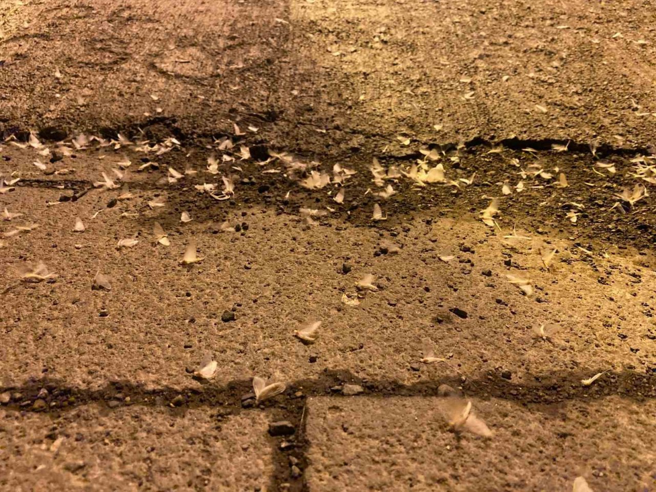 Ardahan’da ’bir günlükler’in ölüm uçuşu başladı