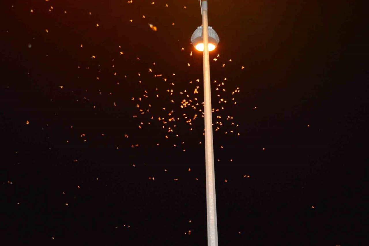 Ardahan’da ’bir günlükler’in ölüm uçuşu başladı