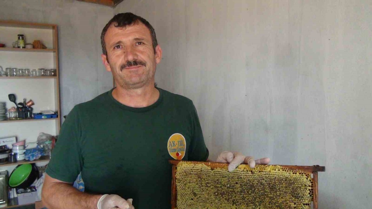 Bandırma’da bal hasadı başladı