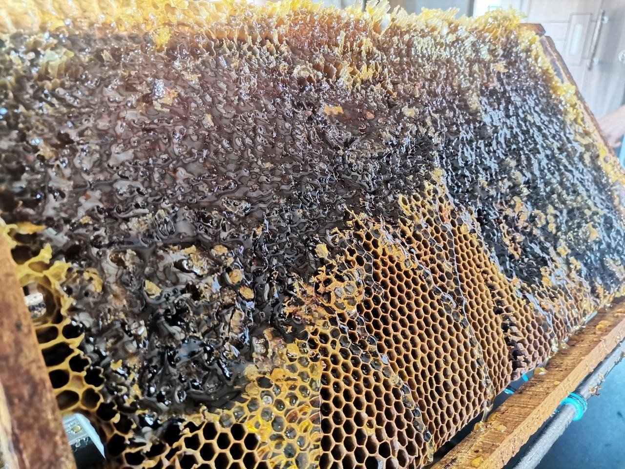 Bandırma’da bal hasadı başladı