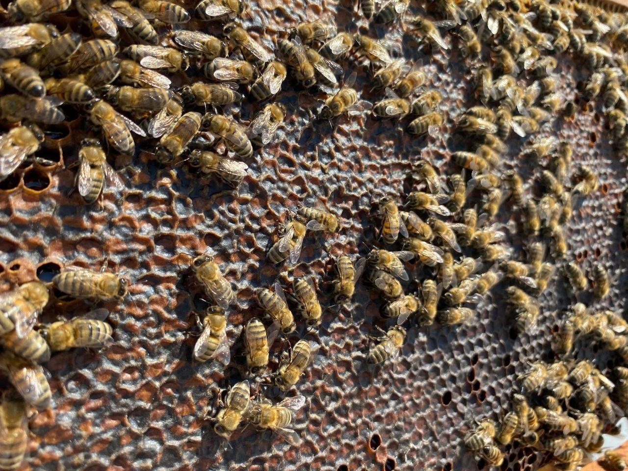 Bandırma’da bal hasadı başladı
