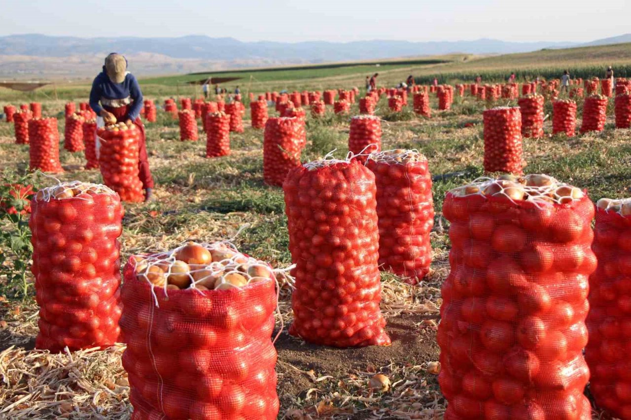 Amasya’da soğan tarlada 4 lira