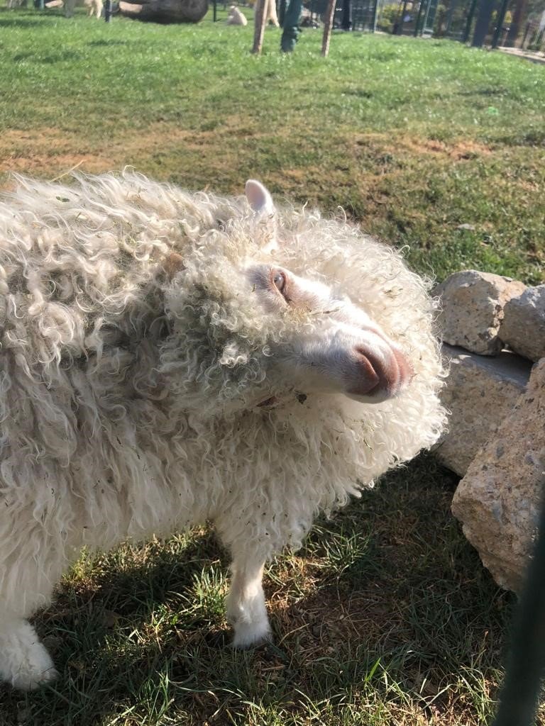 Ankara tavşanından Türkiye’de sadece 25 tane kaldı