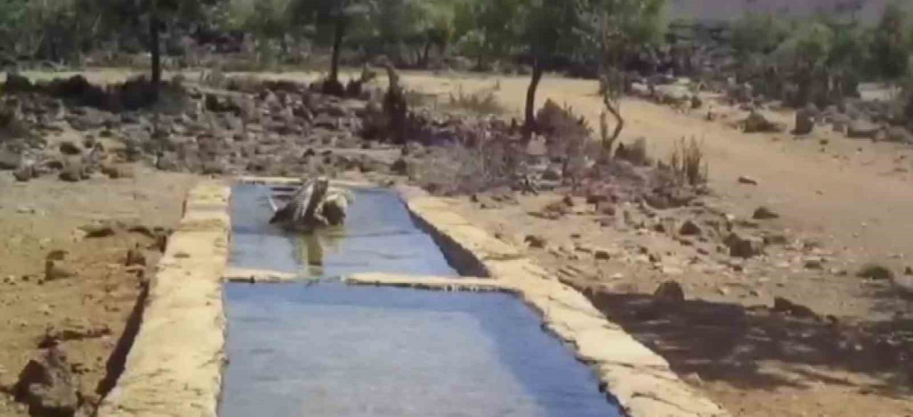 Serinlemek isteyen yabani hayvanlar yalağa girdi, o anlar fotokapanla görüntülendi