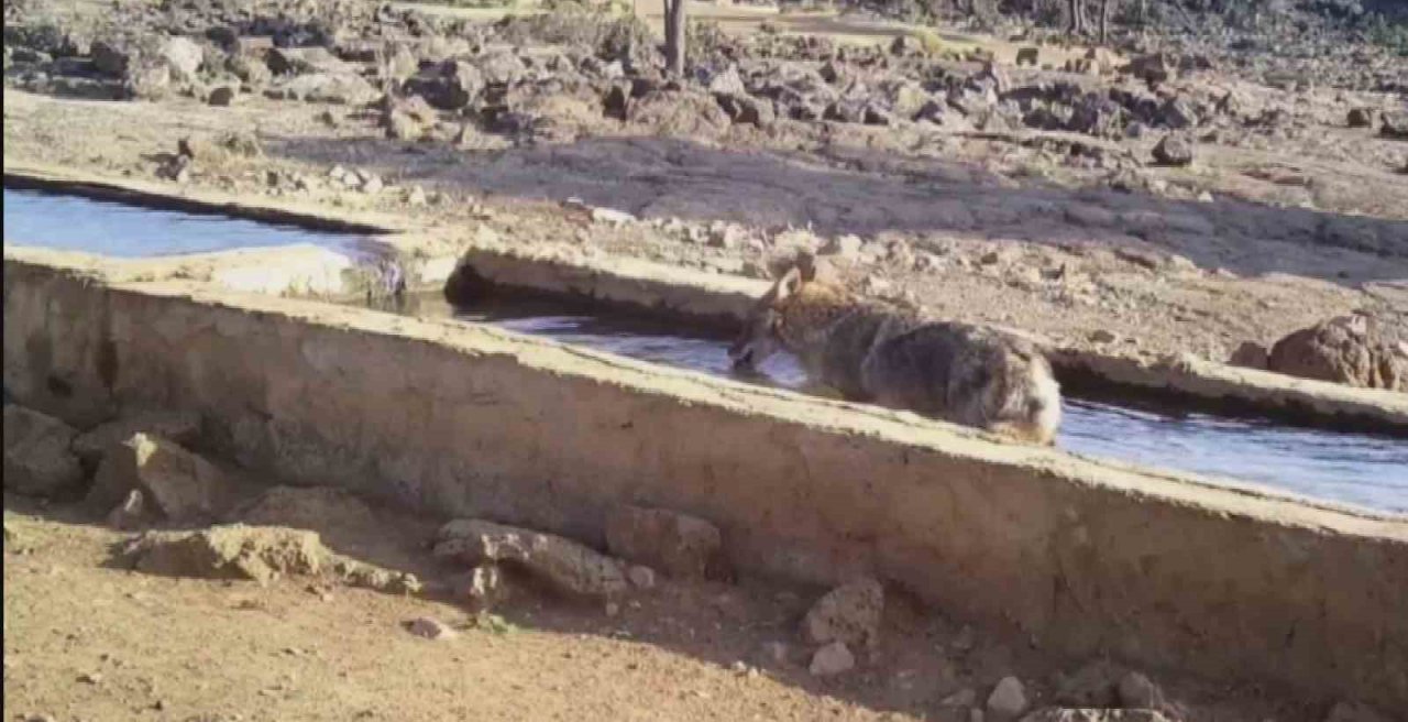 Serinlemek isteyen yabani hayvanlar yalağa girdi, o anlar fotokapanla görüntülendi