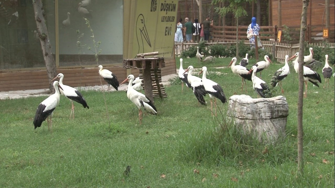 Düşkün Leylekler Evi’nde hummalı çalışma