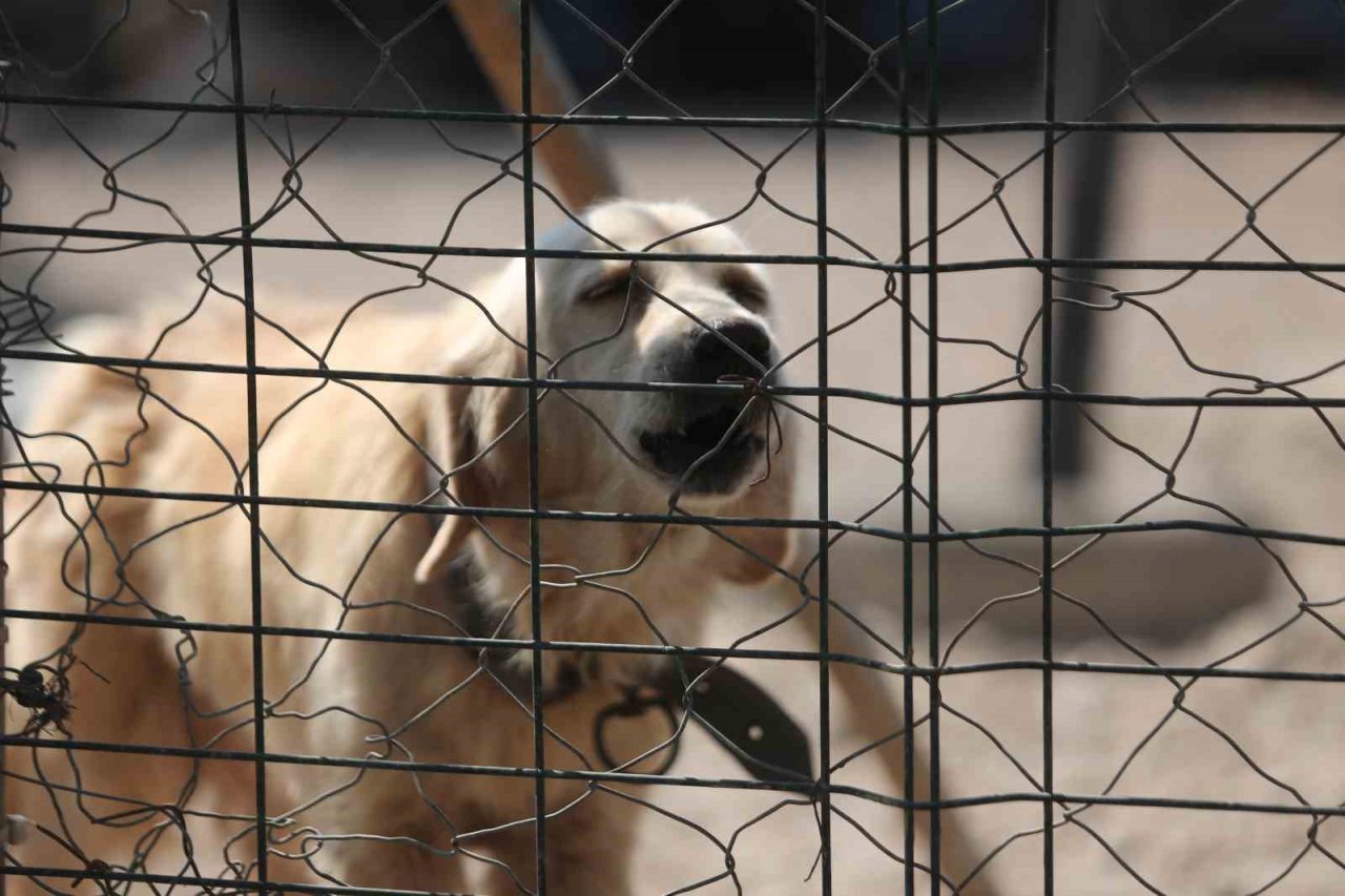 Pandemide dost ve arkadaş olan cins köpekler kaderine terk edildi, yüzlerce üretim çiftliği kapandı