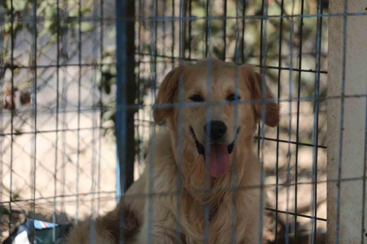 Pandemide dost ve arkadaş olan cins köpekler kaderine terk edildi, yüzlerce üretim çiftliği kapandı