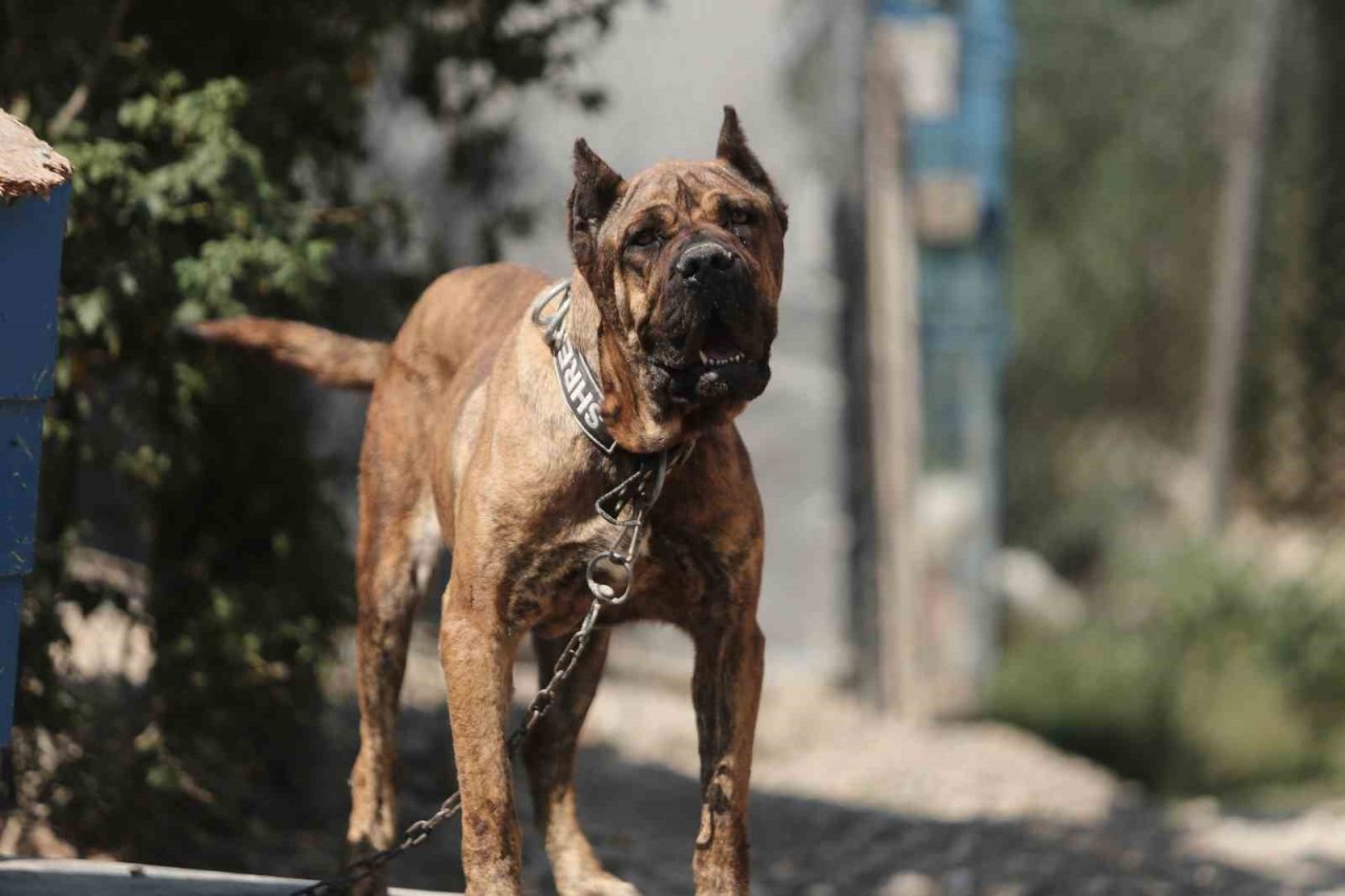 Pandemide dost ve arkadaş olan cins köpekler kaderine terk edildi, yüzlerce üretim çiftliği kapandı