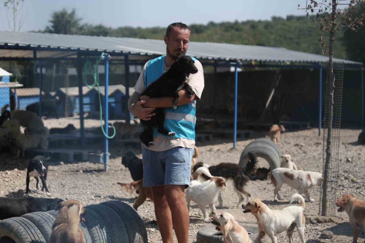 Pandemide dost ve arkadaş olan cins köpekler kaderine terk edildi, yüzlerce üretim çiftliği kapandı