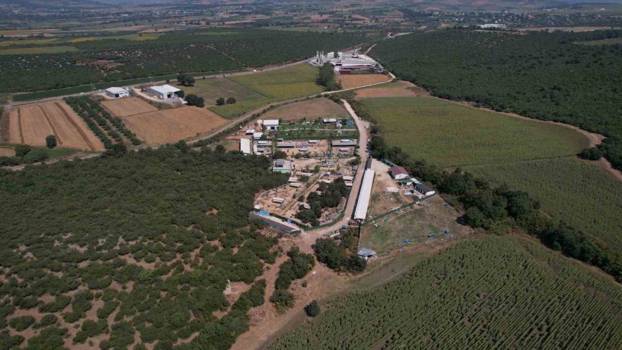 Pandemide dost ve arkadaş olan cins köpekler kaderine terk edildi, yüzlerce üretim çiftliği kapandı