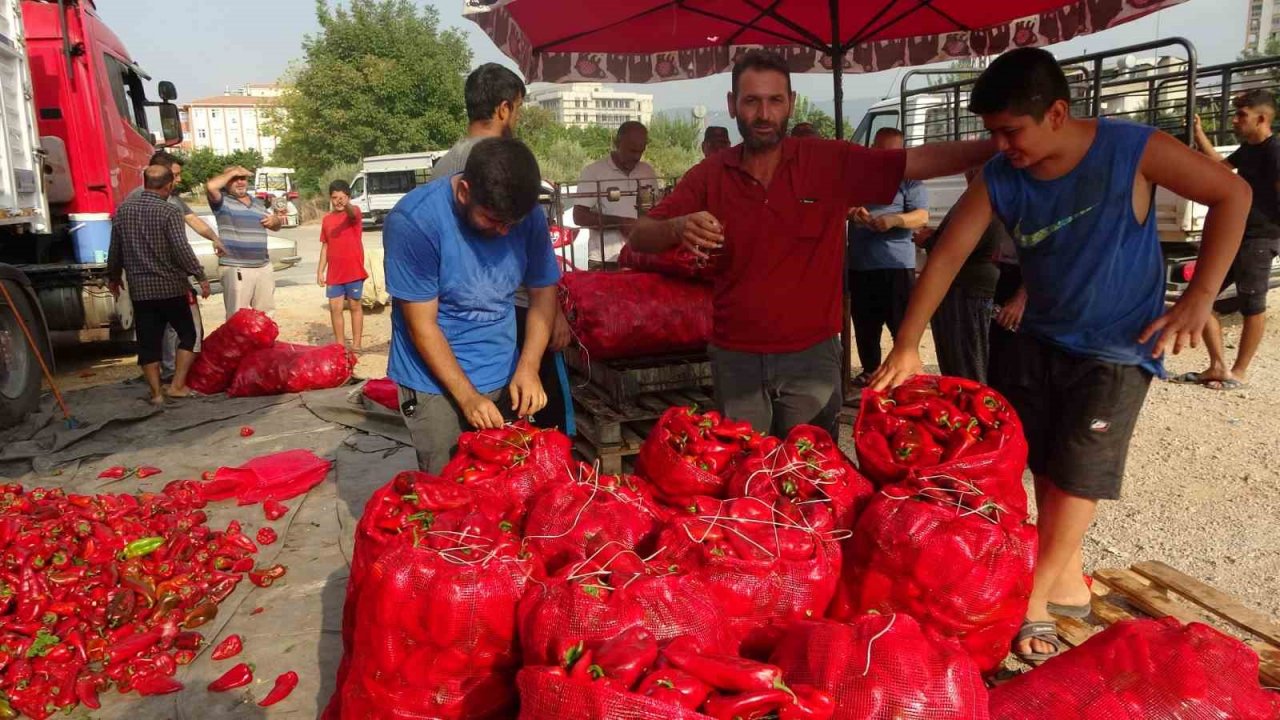 Biberin meşakkatli salça yolculuğu başladı