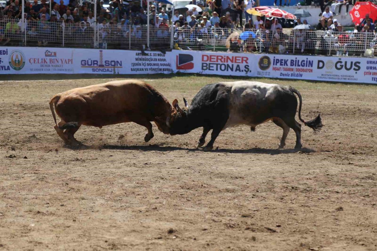 Artvin’de boğalar bu kez Türkiye şampiyonluğu için kapıştı