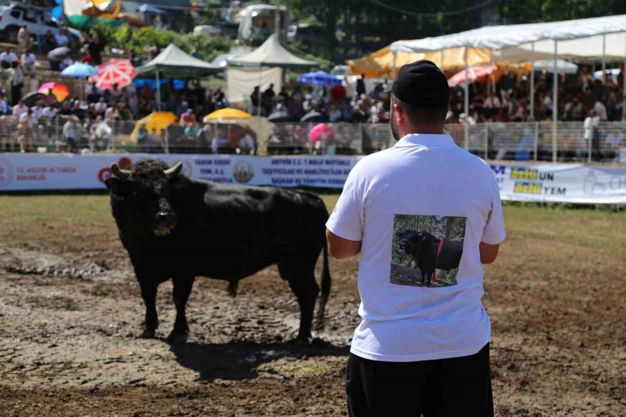 Artvin’de boğalar bu kez Türkiye şampiyonluğu için kapıştı