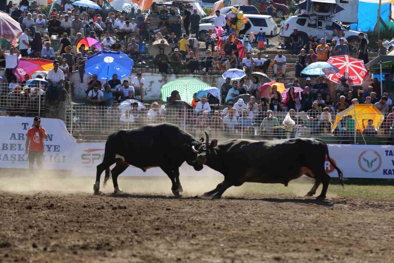 Artvin’de boğalar bu kez Türkiye şampiyonluğu için kapıştı