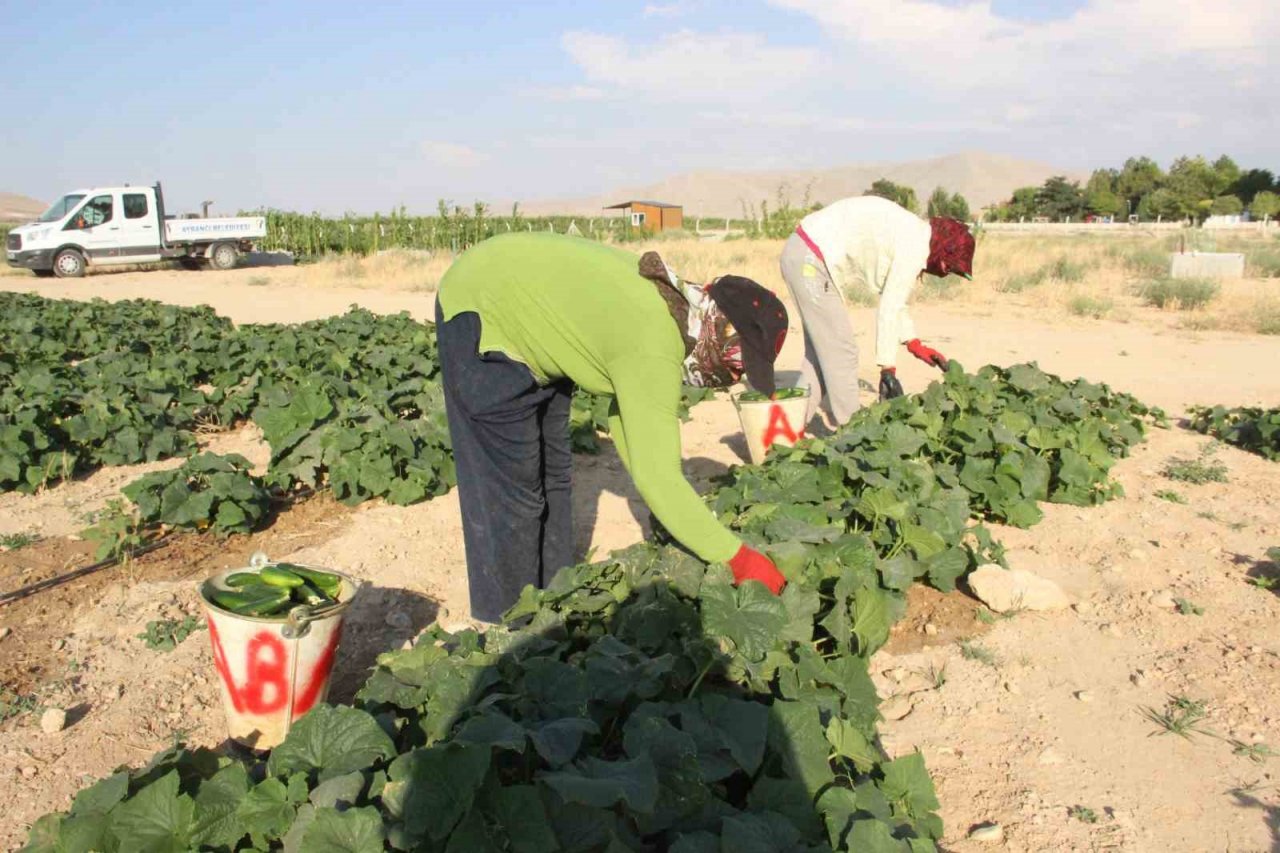 Karaman’ın Ayrancı ilçesinde halk salatalık ve domatesin kilosunu 1 liradan alıyor