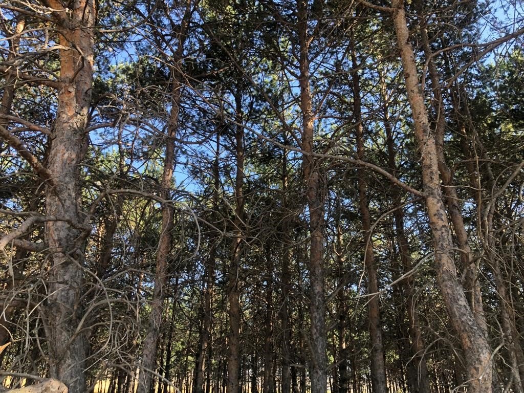 Kars’ta tren istasyonundaki çam ağaçları kuruyor