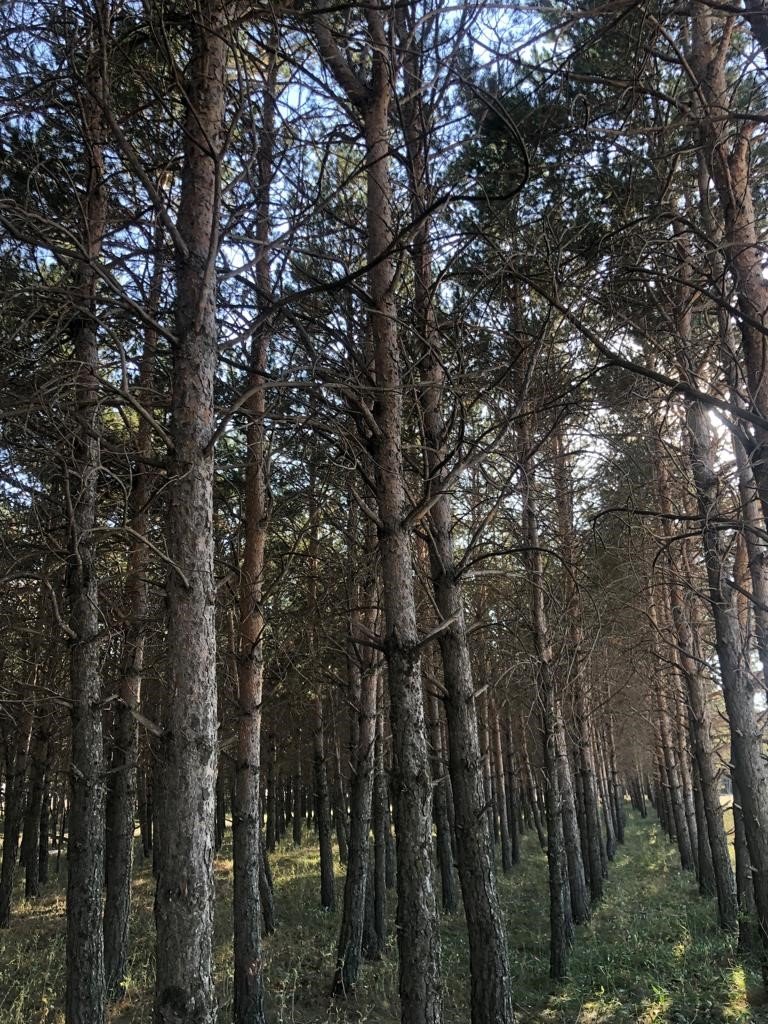 Kars’ta tren istasyonundaki çam ağaçları kuruyor