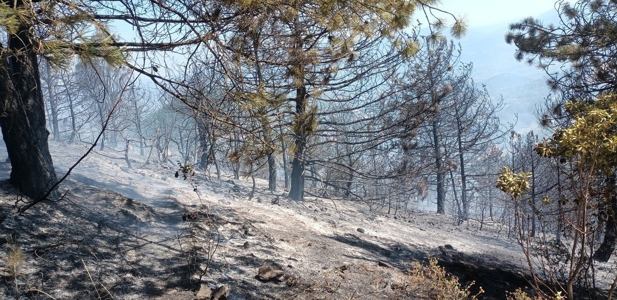 Arazide çıkan yangın ağaçlık alana sıçradı, 8 dönüm yer kül oldu