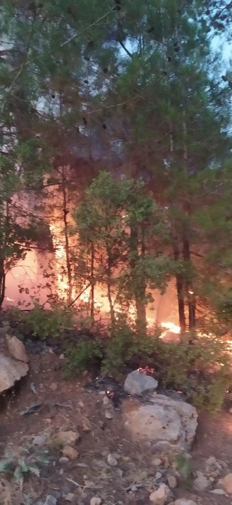 Feke de Orman Yangını