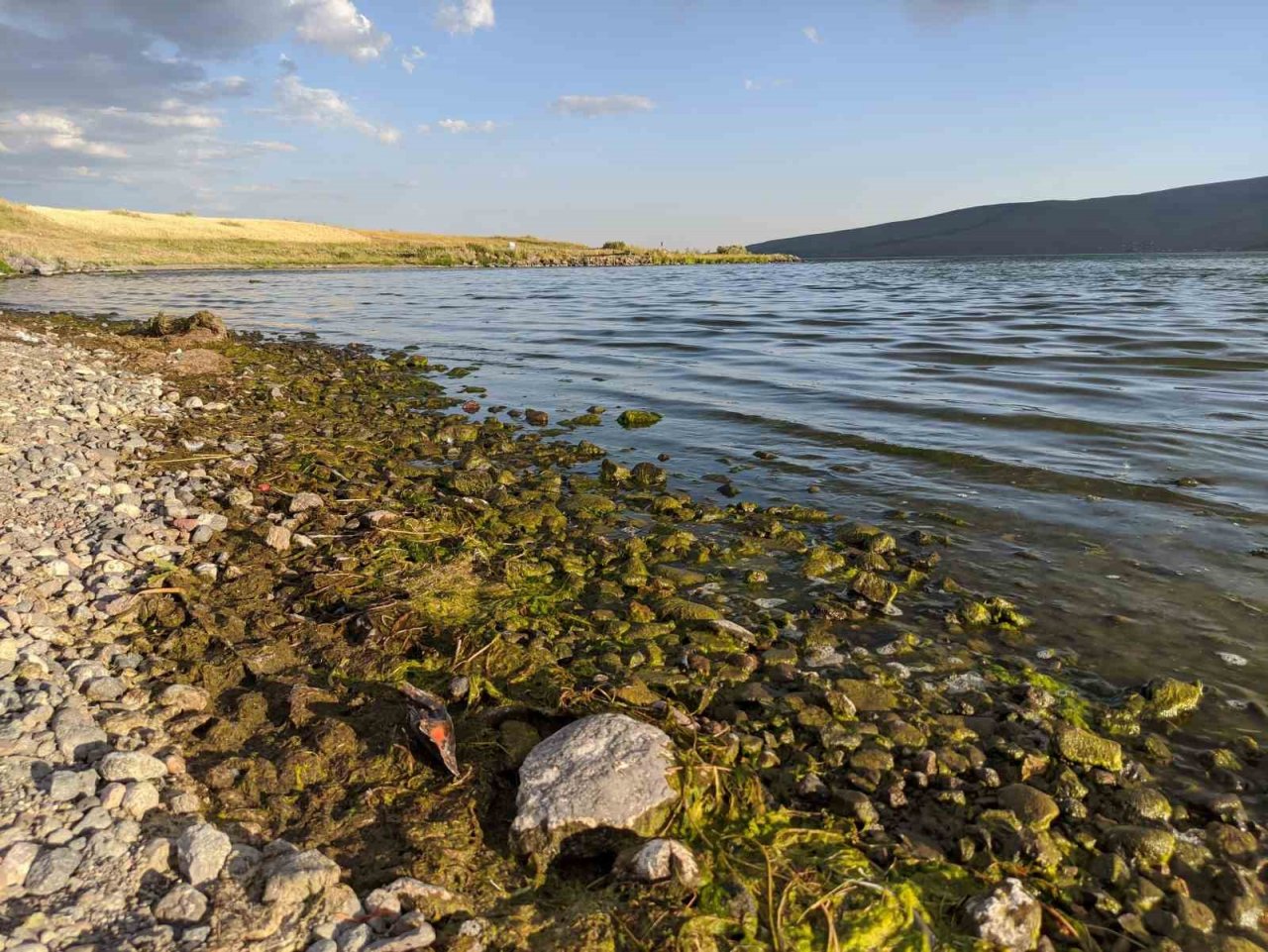 Çıldır Gölü yosun tuttu