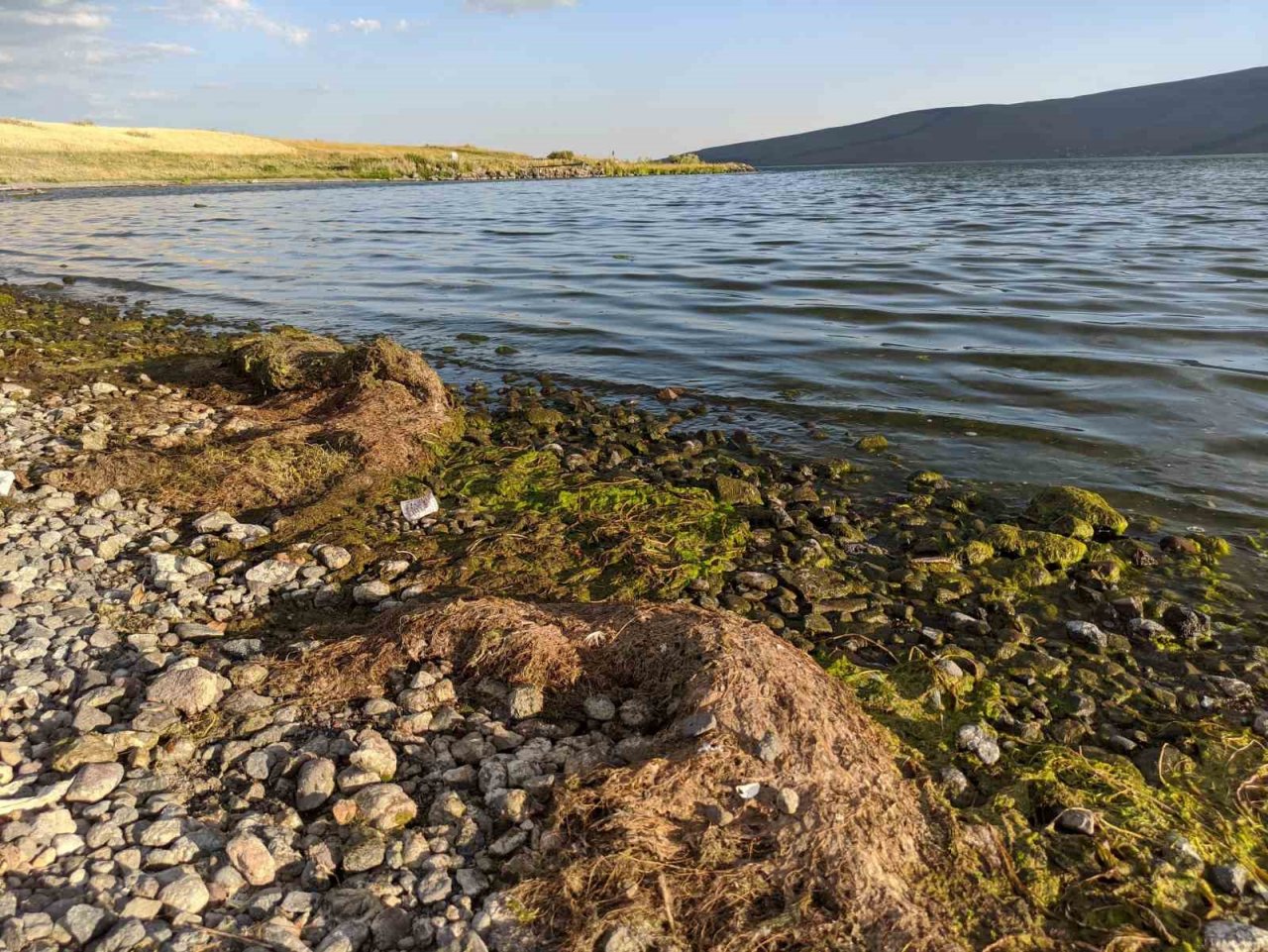 Çıldır Gölü yosun tuttu