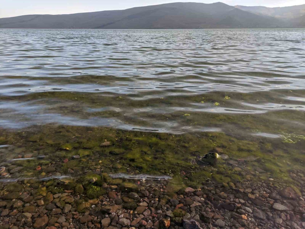 Çıldır Gölü yosun tuttu