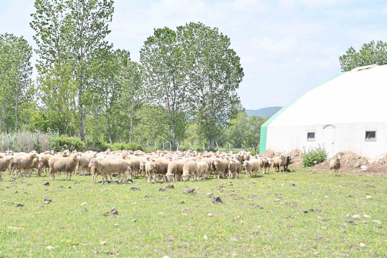 Balıkesir Büyükşehir kırsalda üreticinin yanında