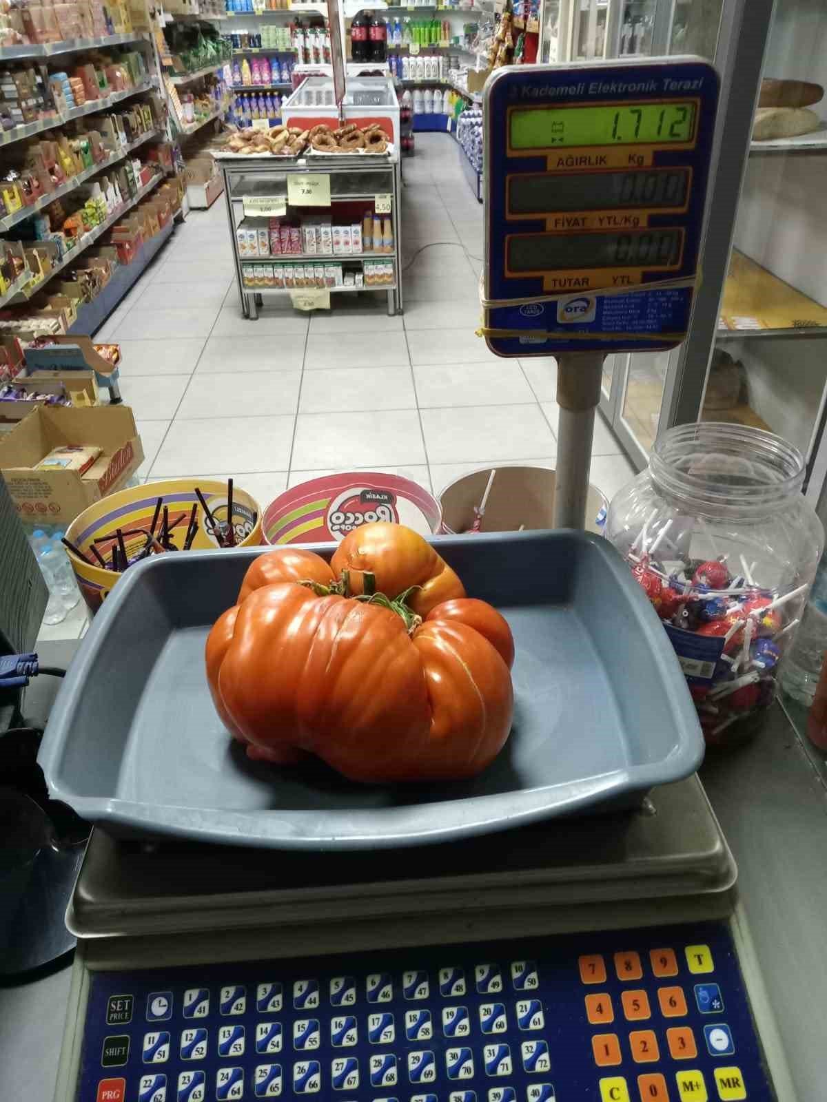 Bu yılın hedefi 1,8 kilogramlık domates