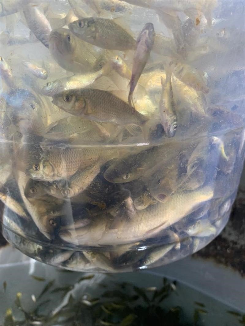 Bolu’dan Sakarya’ya 400 bin yavru pullu sazan balığı gönderildi