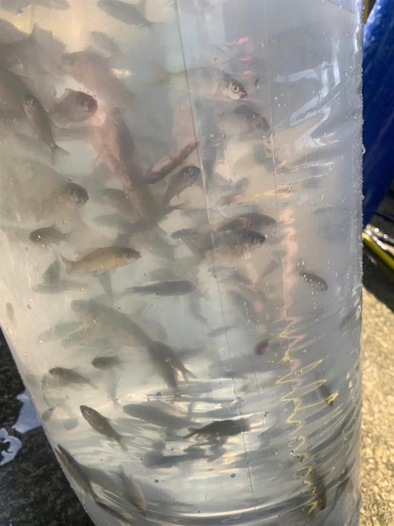 Bolu’dan Sakarya’ya 400 bin yavru pullu sazan balığı gönderildi