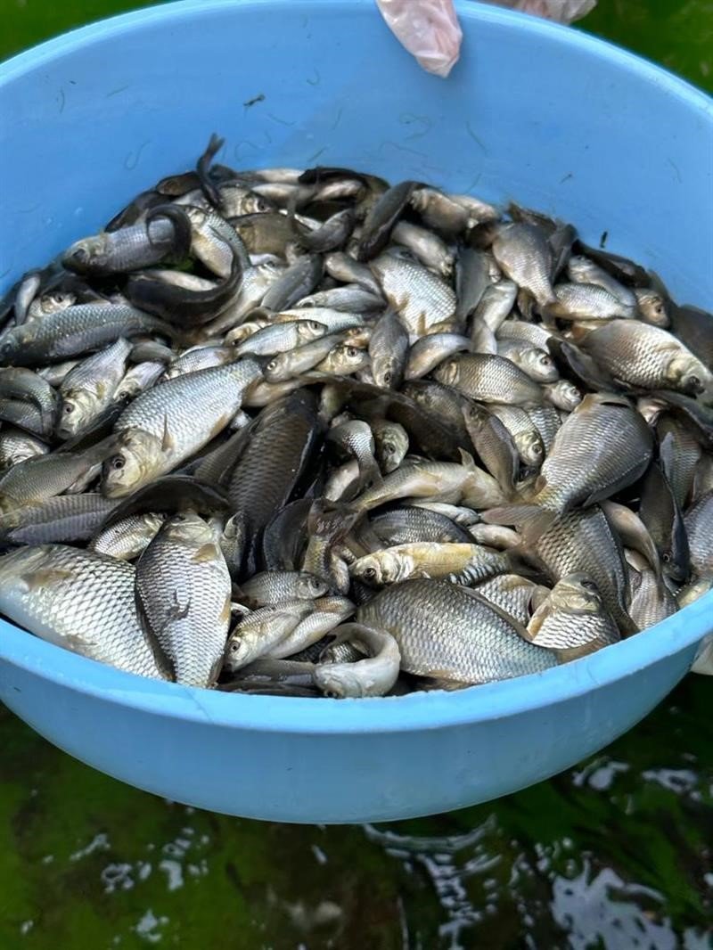 Bolu’dan Sakarya’ya 400 bin yavru pullu sazan balığı gönderildi