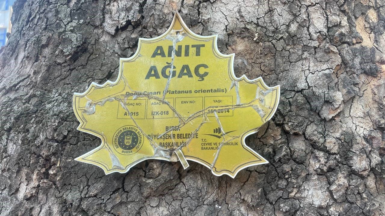 152 yıllık anıt ağaçta mahsur kalan kuş itfaiye ekipleri tarafından kurtarıldı