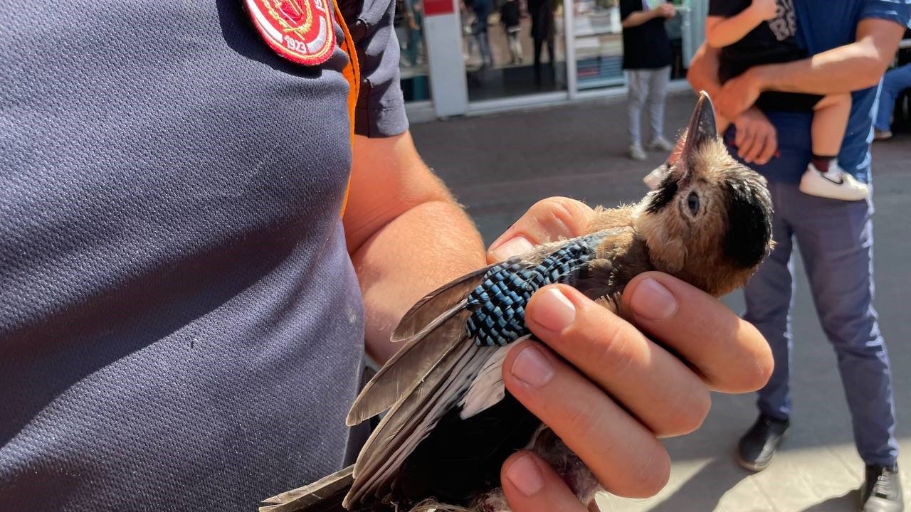 152 yıllık anıt ağaçta mahsur kalan kuş itfaiye ekipleri tarafından kurtarıldı
